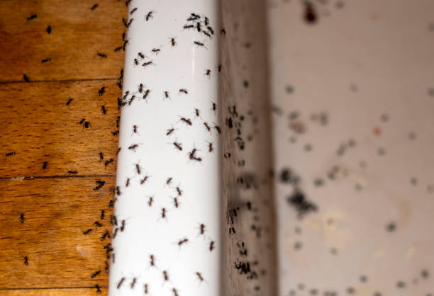 Wasp Removal Services in Genoa City, WI